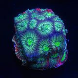 Grafted War Coral