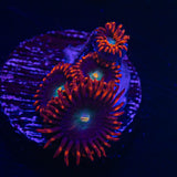 CB Punkrocker Zoas