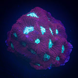 Teal Eye Favia