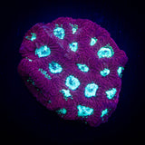 Teal Eye Favites