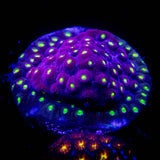 Bling  Bling Cyphastrea