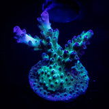 LRO Green Lantern Acro