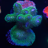 Pocillopora