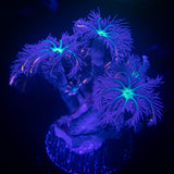 Rainbow Clove Polyps