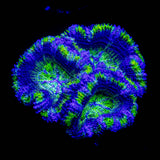 Green Rim Acan