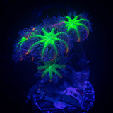 Firework Clove Polyps
