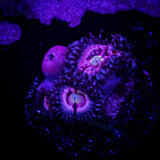 Pink Constellation Zoas