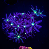 Daisy Clove Polyps