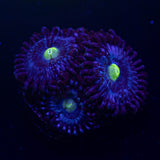 Blue Dream Zoas