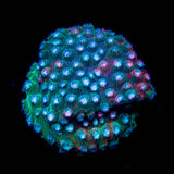 JF Fender Bender Cyphastrea