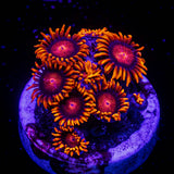 Bam Bam Zoas