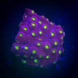 Bling Bling Cyphastrea