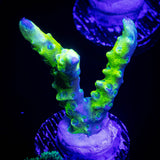 Green Goblin Anacropora