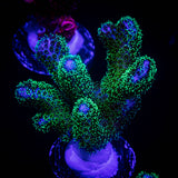 Pocillopora