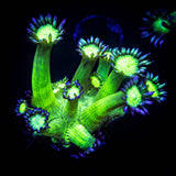 LRO Metallic Verde Goni SO BRIGHT