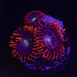 CB Punkrocker Zoas