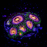 Lazer Lemon Zoas