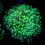 Toxic Frogspawn
