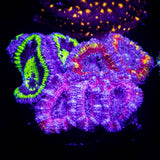 Combo Acans SO COOL