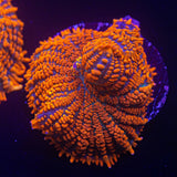 Superman Rhodactis