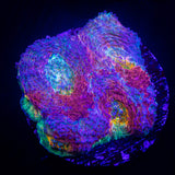 LRO Tye Dye Echinata HOT HOT