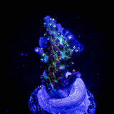 JKR Rainbow Acro