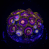 Mad Hatter Zoas
