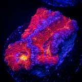 Rainbow Acan