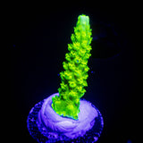 Bali Green Slimer Acro