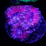 Pink Dreams Acan