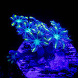 Yellow Tip Clove Polyps