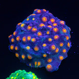 Rainbow Madness Cyphastrea