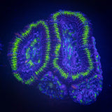 Green Ring Acan