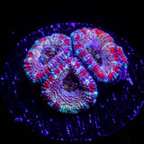 Candy Stripe Acan
