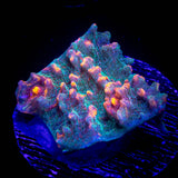 LRO Fukushima Chalice