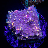 Chernobyl Chalice