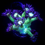 LRO Blue Tip Toxic Goni