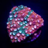JF Fender Bender Cyphastrea