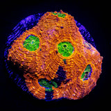 LRO Rajun Cajun Echinata