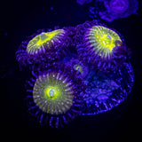Frozen Apple Zoas