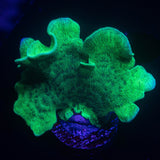 Mint Pavona