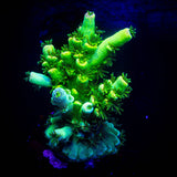 LRO Electric Lime Acro