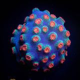 Meteor Shower Cyphastrea