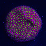 WWC Electric Daisy Stylo
