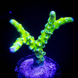 Green Goblin Anacropora