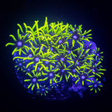 Neon Green Star Polyps