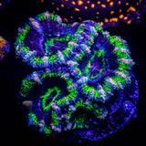 Pink Streak Acan