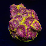 WWC Blood Diamond Favia