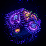 Pink Constellation/ Lazer Lemon Zoas