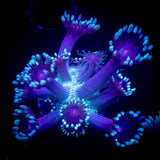 LRO Berrywinkle Goni